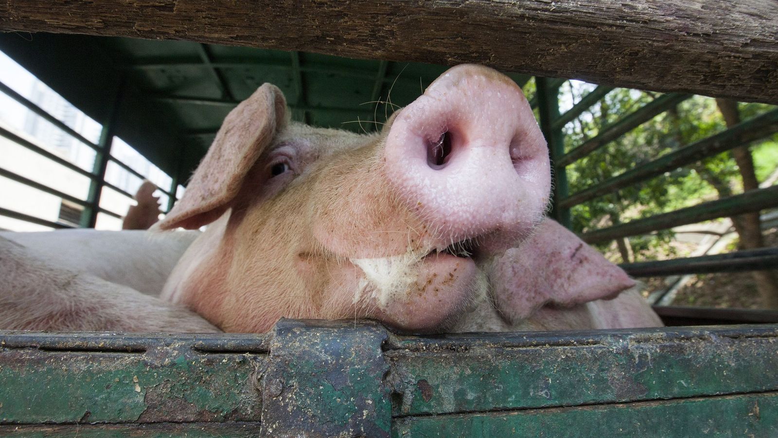 Resultado de imagen de Orina de cerdo y amoniaco en el aire: España tiene un problema ambiental por resolver